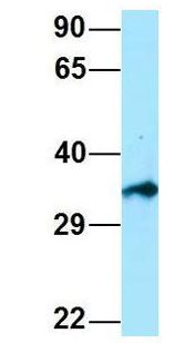EIF3I / EIF3S2 Antibody - EIF3I / EIF3S2 antibody Western Blot of Human 293T. Antibody Dilution: 1.0 ug/ml. Antibody dilution: 1 ug/ml.  This image was taken for the unconjugated form of this product. Other forms have not been tested.