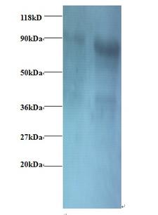 EIF3I / EIF3S2 Antibody - Western blot of Eukaryotic translation initiation factor 3, subunit 2 beta antibody at 2 ug/ml. Lane 1: EC109whole cell lysate. Lane 2: 293T whole cell lysate. Secondary: Goat polyclonal to Rabbit IgG at 1:15000 dilution. Predicted band size: 36 kDa. Observed band size: 80 kDa.  This image was taken for the unconjugated form of this product. Other forms have not been tested.