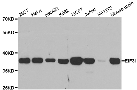 EIF3I / EIF3S2 Antibody - Western blot analysis of extracts of various cell lines.