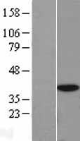 EIF3I / EIF3S2 Protein - Western validation with an anti-DDK antibody * L: Control HEK293 lysate R: Over-expression lysate