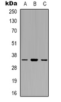 EIF3J Antibody - Western blot analysis of EIF3J expression in SHSY5Y (A); HEK293T (B); NIH3T3 (C) whole cell lysates.