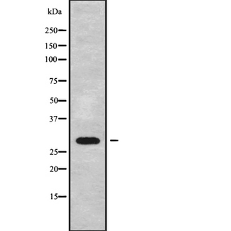 EIF3J Antibody - Western blot analysis of EIF3J using A549 whole cells lysates