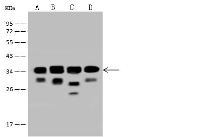 EIF3J Antibody - Anti-EIF3J rabbit polyclonal antibody at 1:500 dilution. Lane A: HeLa Whole Cell Lysate. Lane B: K562 Whole Cell Lysate. Lane C: Jurkat Whole Cell Lysate. Lane D: U-251MG Whole Cell Lysate. Lysates/proteins at 30 ug per lane. Secondary: Goat Anti-Rabbit IgG (H+L)/HRP at 1/10000 dilution. Developed using the ECL technique. Performed under reducing conditions. Predicted band size: 29 kDa. Observed band size: 34 kDa. (We are unsure as to the identity of these extra bands.)