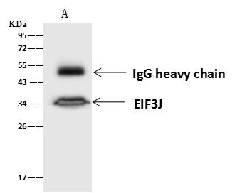 EIF3J Antibody - EIF3J was immunoprecipitated using: Lane A: 0.5 mg HeLa Whole Cell Lysate. 4 uL anti-EIF3J rabbit polyclonal antibody and 60 ug of Immunomagnetic beads Protein A/G. Primary antibody: Anti-EIF3J rabbit polyclonal antibody, at 1:100 dilution. Secondary antibody: Goat Anti-Rabbit IgG (H+L)/HRP at 1/10000 dilution. Developed using the ECL technique. Performed under reducing conditions. Predicted band size: 29 kDa. Observed band size: 35 kDa.