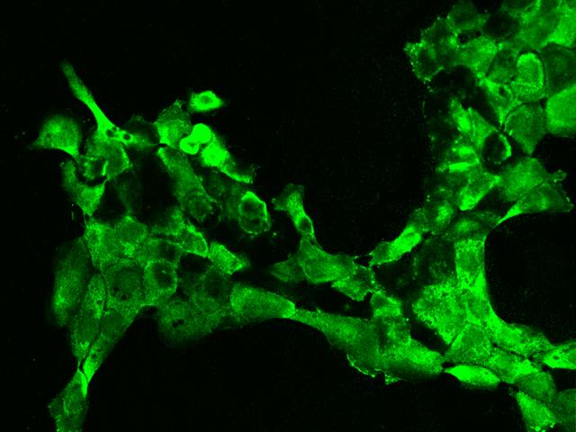 EIF3J Antibody - Immunochemical staining of human EIF3J in human pancreas with rabbit polyclonal antibody at 1:200 dilution, formalin-fixed paraffin embedded sections.