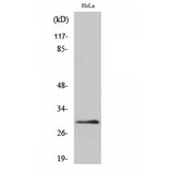 EIF3K Antibody - Western blot of eIF3K antibody
