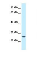 EIF3K Antibody - EIF3K antibody Western blot of U937 Cell lysate. Antibody concentration 1 ug/ml.  This image was taken for the unconjugated form of this product. Other forms have not been tested.