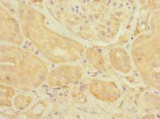 EIF3K Antibody - Immunohistochemistry of paraffin-embedded human kidney tissue at dilution 1:100
