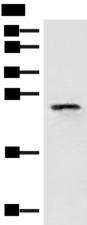 EIF3K Antibody - Western blot analysis of HT29 cell lysate  using EIF3K Polyclonal Antibody at dilution of 1:400