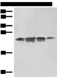 EIF3K Antibody - Western blot analysis of 293T HT29 and A172 cell lysates  using EIF3K Polyclonal Antibody at dilution of 1:550