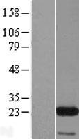 EIF3K Protein - Western validation with an anti-DDK antibody * L: Control HEK293 lysate R: Over-expression lysate