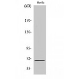 EIF3L / EIF3EIP Antibody - Western blot of eIF3L antibody