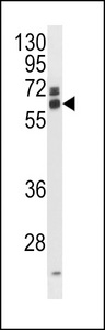 EIF3L / EIF3EIP Antibody - EIF3L Antibody western blot of mouse kidney tissue lysates (35 ug/lane). The EIF3L antibody detected the EIF3L protein (arrow).