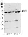 EIF3L / EIF3EIP Antibody - Detection of human and mouse EIF3L by western blot. Samples: Whole cell lysate (50 µg) from HeLa, HEK293T, Jurkat, mouse TCMK-1, and mouse NIH 3T3 cells prepared using NETN lysis buffer. Antibodies: Affinity purified rabbit anti-EIF3L antibody used for WB at 0.1 µg/ml. Detection: Chemiluminescence with an exposure time of 3 minutes.