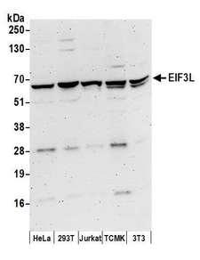EIF3L / EIF3EIP Antibody - Detection of human and mouse EIF3L by western blot. Samples: Whole cell lysate (50 µg) from HeLa, HEK293T, Jurkat, mouse TCMK-1, and mouse NIH 3T3 cells prepared using NETN lysis buffer. Antibodies: Affinity purified rabbit anti-EIF3L antibody used for WB at 0.1 µg/ml. Detection: Chemiluminescence with an exposure time of 3 minutes.