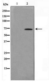 EIF3L / EIF3EIP Antibody - Western blot of HUVEC cell lysate using IF3EI Antibody