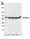 EIF3M / PCID1 Antibody - Detection of human and mouse EIF3M by western blot. Samples: Whole cell lysate (50 µg) from HeLa, HEK293T, Jurkat, mouse TCMK-1, and mouse NIH 3T3 cells prepared using NETN lysis buffer. Antibodies: Affinity purified rabbit anti-EIF3M antibody used for WB at 0.1 µg/ml. Detection: Chemiluminescence with an exposure time of 1 second.