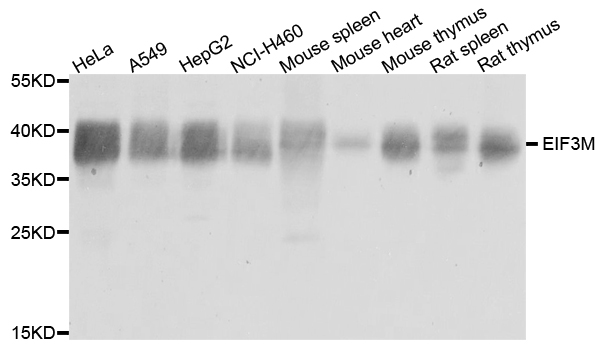 EIF3M / PCID1 Antibody - Western blot analysis of extract of various cells.