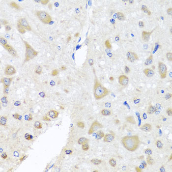 EIF3M / PCID1 Antibody - Immunohistochemistry of paraffin-embedded rat brain tissue.