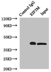 EIF3M / PCID1 Antibody - Immunoprecipitating EIF3M in HeLa whole cell lysate Lane 1: Rabbit monoclonal IgG(1ug)instead of product in HeLa whole cell lysate.For western blotting, a HRP-conjugated light chain specific antibody was used as the Secondary antibody (1/50000) Lane 2: product(4ug)+ HeLa whole cell lysate(500ug) Lane 3: HeLa whole cell lysate (20ug)