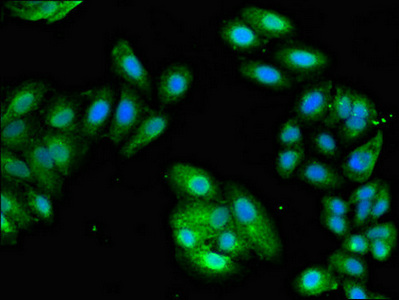 EIF3M / PCID1 Antibody - Immunofluorescent analysis of HepG2 cells diluted at 1:100 and Alexa Fluor 488-congugated AffiniPure Goat Anti-Rabbit IgG(H+L)