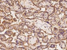 EIF3M / PCID1 Antibody - Immunochemical staining of human EIF3M in human placenta with rabbit polyclonal antibody at 1:100 dilution, formalin-fixed paraffin embedded sections.