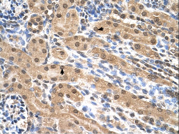 EIF3M / PCID1 Antibody - EIF3M / PCID1 antibody EIF3M(eukaryotic translation initiation factor 3, subunit M) Antibody was used in IHC to stain formalin-fixed, paraffin-embedded human kidney.  This image was taken for the unconjugated form of this product. Other forms have not been tested.