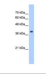 EIF3M / PCID1 Antibody - HepG2 cell lysate. Antibody concentration: 1.25 ug/ml. Gel concentration: 12%.  This image was taken for the unconjugated form of this product. Other forms have not been tested.