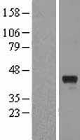EIF3M / PCID1 Protein - Western validation with an anti-DDK antibody * L: Control HEK293 lysate R: Over-expression lysate
