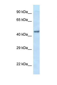 EIF3S5 / EIF3F Antibody - EIF3F antibody Western blot of Fetal Heart lysate. Antibody concentration 1 ug/ml.  This image was taken for the unconjugated form of this product. Other forms have not been tested.