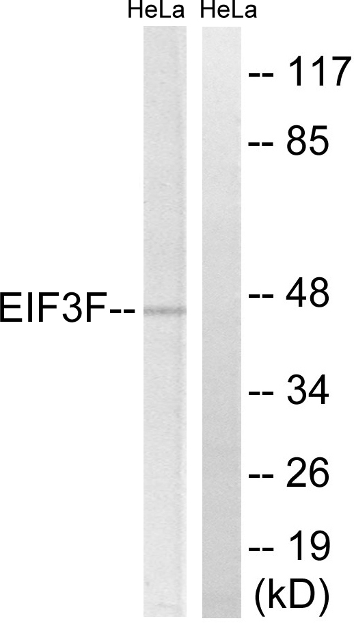 EIF3S5 / EIF3F Antibody - Western blot analysis of lysates from HeLa cells, using EIF3F Antibody. The lane on the right is blocked with the synthesized peptide.