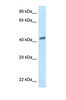 EIF3S5 / EIF3F Antibody - EIF3F antibody Western blot of HeLa Cell lysate. Antibody concentration 1 ug/ml.  This image was taken for the unconjugated form of this product. Other forms have not been tested.