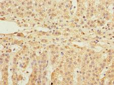 EIF3S5 / EIF3F Antibody - Immunohistochemistry of paraffin-embedded human adrenal gland tissue at dilution 1:100