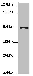 EIF3S5 / EIF3F Antibody - Western blot All Lanes: EIF3Fantibody at 4.31ug/ml+ Mouse heart tissue Goat polyclonal to rabbit at 1/10000 dilution Predicted band size: 38 kDa Observed band size: 38 kDa