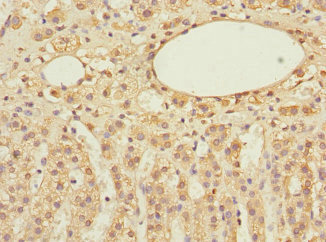 EIF3S5 / EIF3F Antibody - Immunohistochemistry of paraffin-embedded human adrenal gland tissue at dilution 1:100