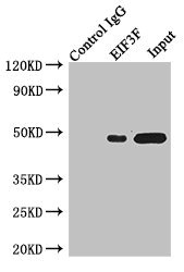 EIF3S5 / EIF3F Antibody - Immunoprecipitating EIF3F in Jurkat whole cell lysate Lane 1: Rabbit monoclonal IgG(1ug)instead of product in Jurkat whole cell lysate.For western blotting, a HRP-conjugated light chain specific antibody was used as the Secondary antibody (1/50000) Lane 2: product(4ug)+ Jurkat whole cell lysate(500ug) Lane 3: Jurkat whole cell lysate (20ug)