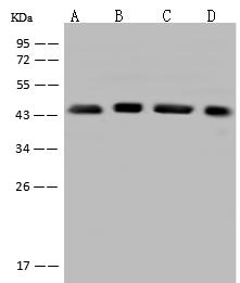 EIF3S5 / EIF3F Antibody - Anti-EIF3F rabbit polyclonal antibody at 1:500 dilution. Lane A: HeLa Whole Cell Lysate. Lane B: NIH3T3 Whole Cell Lysate. Lane C: Jurkat Whole Cell Lysate. Lane D: COLO205 Whole Cell Lysate. Lysates/proteins at 30 ug per lane. Secondary: Goat Anti-Rabbit IgG (H+L)/HRP at 1/10000 dilution. Developed using the ECL technique. Performed under reducing conditions. Predicted band size: 38 kDa. Observed band size: 45 kDa.