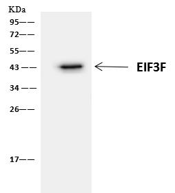 EIF3S5 / EIF3F Antibody - EIF3F was immunoprecipitated using: Lane A: 0.5 mg HeLa Whole Cell Lysate. 4 uL anti-EIF3F rabbit polyclonal antibody and 60 ug of Immunomagnetic beads Protein A/G. Primary antibody: Anti-EIF3F rabbit polyclonal antibody, at 1:100 dilution. Secondary antibody: Clean-Blot IP Detection Reagent (HRP) at 1:1000 dilution. Developed using the ECL technique. Performed under reducing conditions. Predicted band size: 38 kDa. Observed band size: 45 kDa.