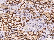 EIF3S5 / EIF3F Antibody - Immunochemical staining of human EIF3F in human kidney with rabbit polyclonal antibody at 1:100 dilution, formalin-fixed paraffin embedded sections.