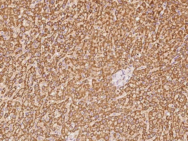 EIF3S5 / EIF3F Antibody - Immunochemical staining of human EIF3F in human liver with rabbit polyclonal antibody at 1:100 dilution, formalin-fixed paraffin embedded sections.