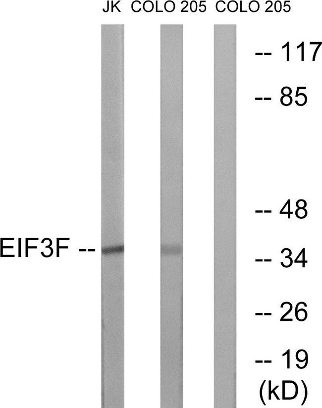 EIF3S5 / EIF3F Antibody - Western blot analysis of extracts from Jurkat cells and COLO205 cells, using EIF3F antibody.