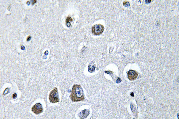 EIF3S5 / EIF3F Antibody - IHC of eIF3 (V116) pAb in paraffin-embedded human brain tissue.