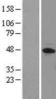 EIF3S5 / EIF3F Protein - Western validation with an anti-DDK antibody * L: Control HEK293 lysate R: Over-expression lysate