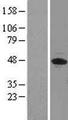 EIF3S5 / EIF3F Protein - Western validation with an anti-DDK antibody * L: Control HEK293 lysate R: Over-expression lysate