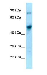 EIF4A1 Antibody - EIF4A1 / EIF4A antibody Western Blot of Mouse Pancreas.  This image was taken for the unconjugated form of this product. Other forms have not been tested.
