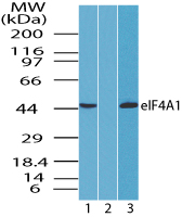 EIF4A1 Antibody - Western blot of eIF4A1 in K562 cell lysate in the 1) absence and2) presence of immunizing peptide, and 3) RAW cell lysate in the absence of immunizing peptide using Polyclonal Antibody to eIF4A1 at0.25 ug/ml.