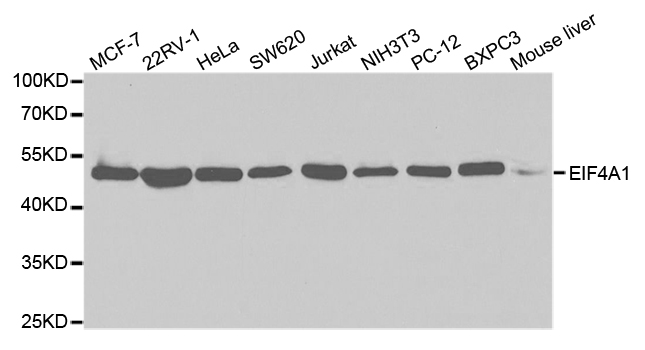 EIF4A1 Antibody - Western blot analysis of extracts of various cell lines.