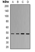 EIF4A1 Antibody - Western blot analysis of eIF4AI expression in 293T (A); HeLa (B); HepG2 (C); mouse brain (D) whole cell lysates.