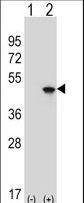 EIF4A2 Antibody - Western blot of EIF4A2 (arrow) using rabbit polyclonal EIF4A2 Antibody. 293 cell lysates (2 ug/lane) either nontransfected (Lane 1) or transiently transfected (Lane 2) with the EIF4A2 gene.