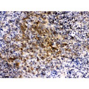 EIF4A2 Antibody - eIF4A2 antibody IHC-paraffin. IHC(P): Mouse Spleen Tissue.